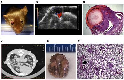 Tetrac Delayed the Onset of Ocular Melanoma in an Orthotopic Mouse Model